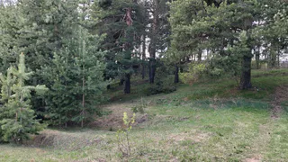 Квоты на добычу лося и косули увеличат в Рязанской области