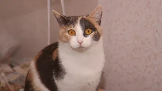 В Австралии женщина оставила 14 кошек без присмотра, и они съели друг друга