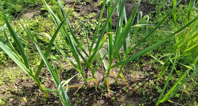 Чеснок обожает это очень популярное удобрение, особенно в июне