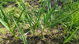 Чеснок просто обожает это недорогое удобрение, особенно в июне