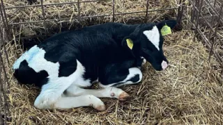 Владимирская область стала местом рождения лучшего бычка в России