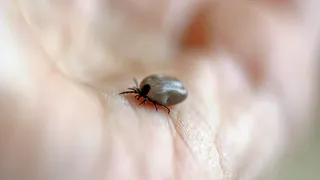 Клещи бьются в конвульсиях от этого запаха: достаточно 3 капели простейшего средства