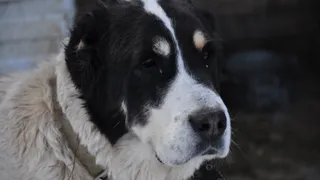 В приюте для животных завтра нечем будет кормить собак