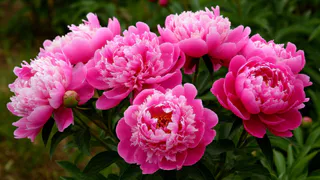 Для больших шапок пионам — первым делом: 5 ложек в грунт — и бутоны будут лезть без остановки, аромат на всю округу