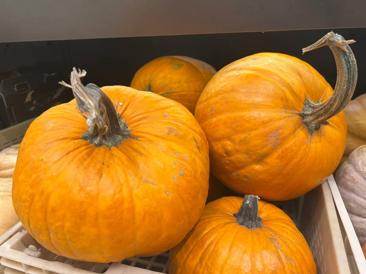 Тыква спокойно пролежит целый год: как не дать ей сгнить и какие сорта идеально подходят даже для новичков-огородников