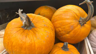 Тыква спокойно пролежит целый год: как не дать ей сгнить и какие сорта идеально подходят даже для новичков-огородников