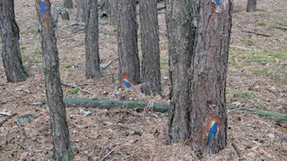 В Солотче неизвестные пометили топором здоровые сосны