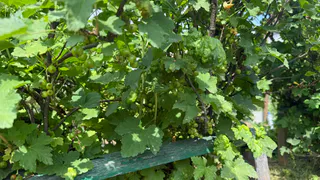 Как мошенники похищают деньги с карт без участия владельца и без SMS-кода: 2 просчета — и вы без средств к существованию