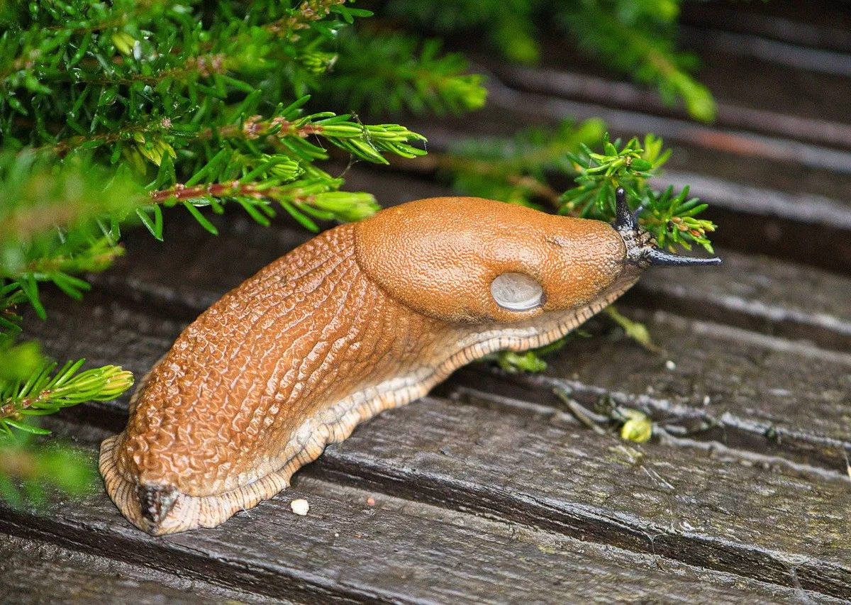 Рассыпала по грядкам — и про слизней забыла: за урожай беспокоиться не придётся — вредителя до конца сезона не будет