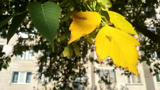 В Рязанской области 12 сентября прогнозируют до +17 градусов и дождь