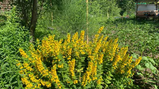 Лучше бархатцев: надо лишь посадить под яблоней 3 маленьких кустика — муравьи с тлей все лето будут обходить дерево за километр