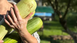 Неликвид кабачков берегу как зеницу ока: в ноябре удобряю им почву по белорусской методике - весной земля "спасибо" скажет