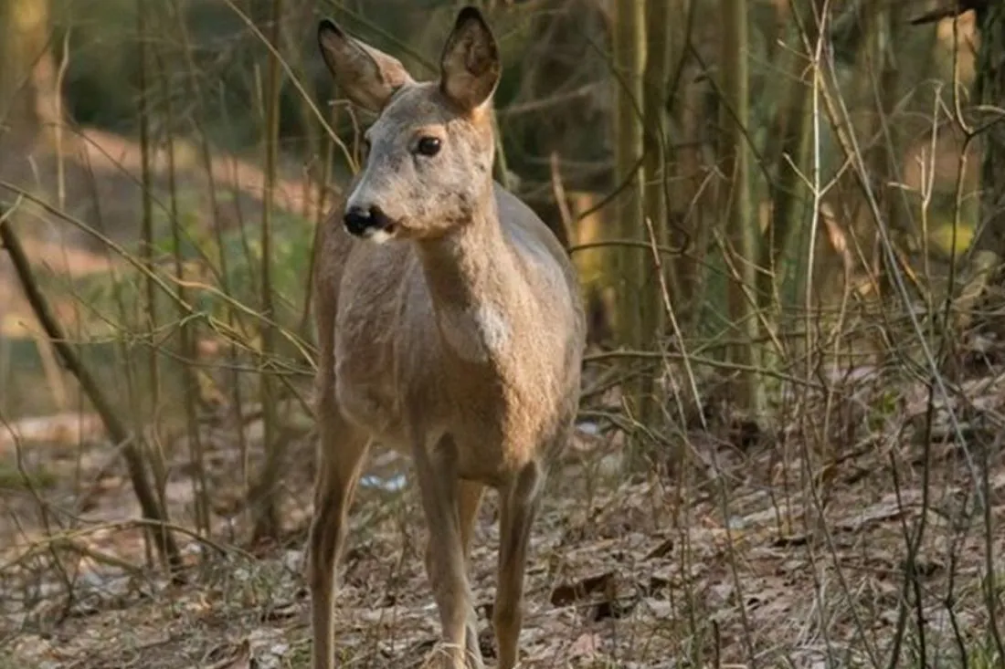В Пензенской области 62-летнего жителя осудили за браконьерство