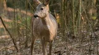 В Пензенской области 62-летнего жителя осудили за браконьерство