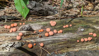 В лесах Рязанской области нашли смертельно опасное грибовидное существо