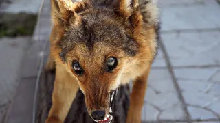 В Рязанской области вновь выявили очаг бешенства