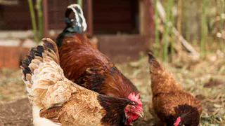 Вши с кур убегут роняя штаны: закидываем 3 веточки в курятник — и облысение несушкам не грозит