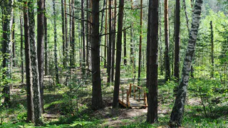 В Окском природном заповеднике открылась новая экологическая тропа "Болото у зубровника"