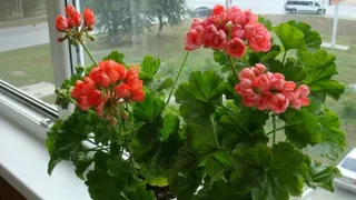 Крошку в горшок — и герань как подменили: листва не желтеет, а бутоны лезут даже на молодых черенках