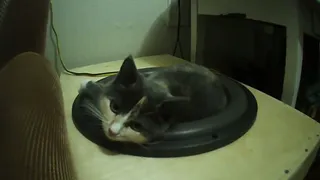 Информация для котов: как правильно использовать автомобильный сабвуфер