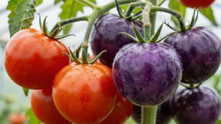 Томаты слаще конфет - их дети едят прямо с ветки: эффектный сорт, за которым сейчас охотятся дачники