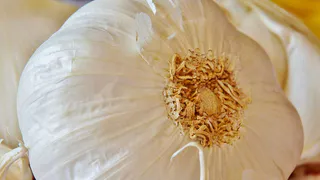 В конце мая чесноку это необходимо: 1 стакан и головки размером с помидоры