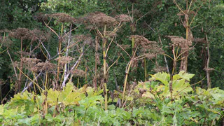 В Коми владелица участка восстановила сельхозземлю после проверки