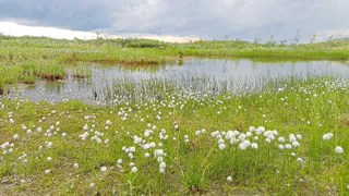 Странные грибы появились в лесах Коми