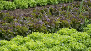 С 1 апреля пощады не ждите: дачников начнут штрафовать за инструменты и садовую технику