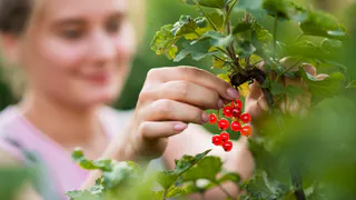 Брызгаю на смородину — все лето от тли бед не знаем: вырастает гора крупных сладких ягод