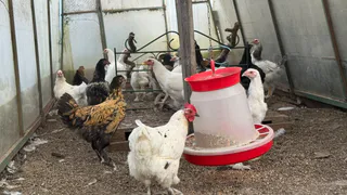 Всего две добавки в корм и куры несутся – не остановить: деревенский старожил поделился способом – яиц так много, что делимся с соседями