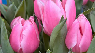 В Рязанской области лишь около 20% цветов в магазинах выращены в России