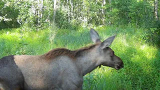 В Окском природном заповеднике молодые лосята начали менять окрас