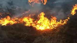 Рязанцы пытались потушить траву своими силами