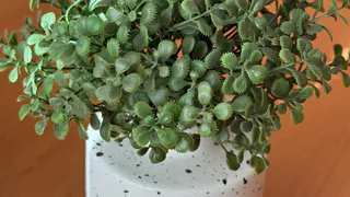 Жительница Магнитогорска потеряла 45 000 рублей при покупке цветов