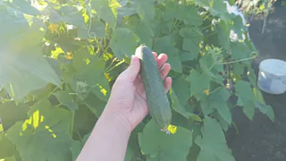 Наступила жара — бегу к огурцам с ведром: кусты переживут даже пекло — ни одна завязь не пожелтеет