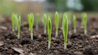 Снег или холодильник? Оба способа работают — если знать нюансы: как пробудить семена в феврале