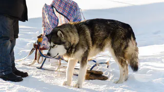 В Коми борются с волками инновационными способами