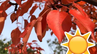 Бабье лето: в этом году синоптики обещают жаркий сентябрь