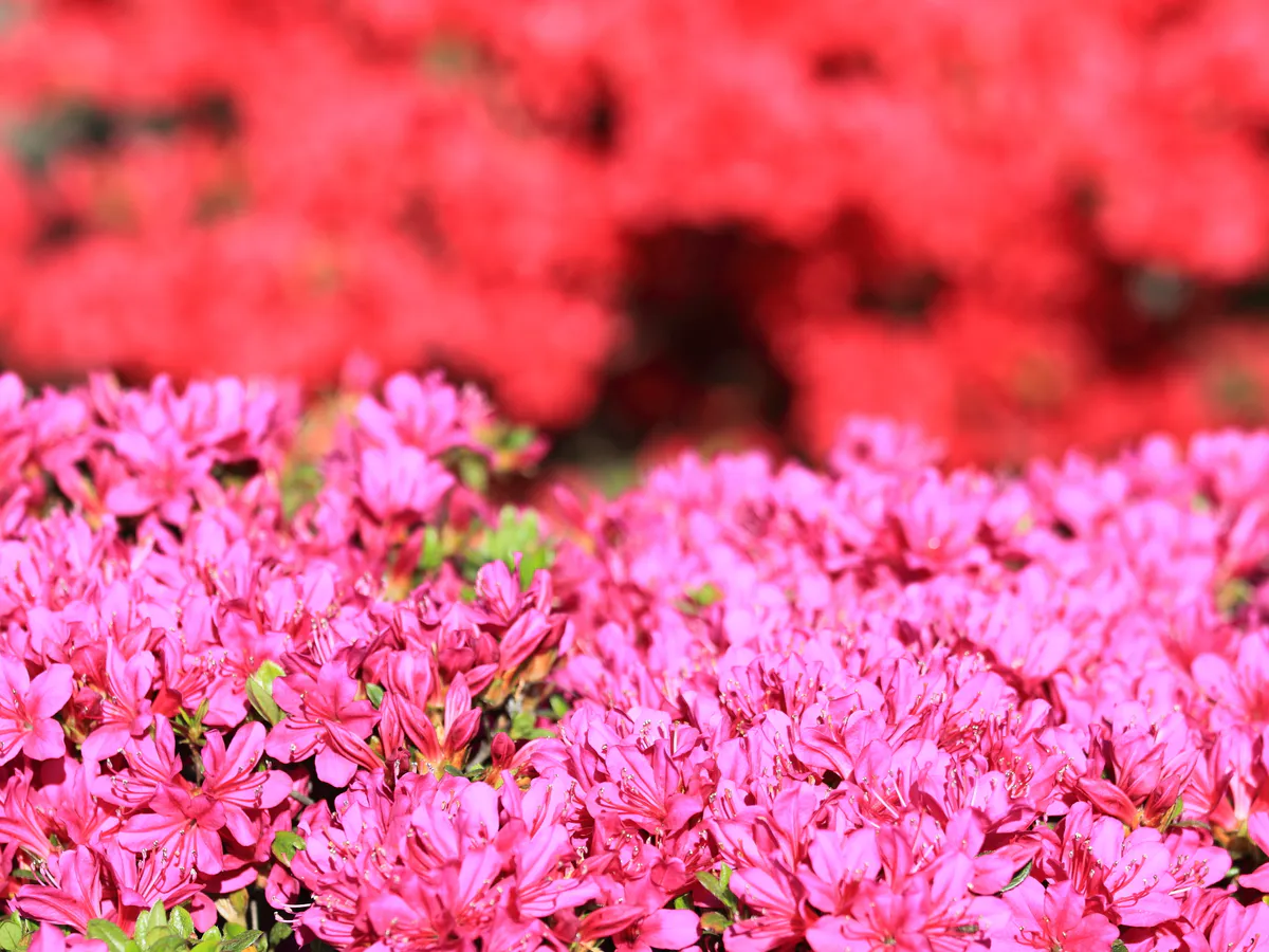 Выглядят как мечта, а живут недолго: комнатные растения, которые красиво умирают на подоконнике