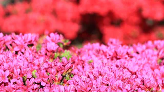 Выглядят как мечта, а живут недолго: комнатные растения, которые красиво умирают на подоконнике