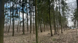 В лесах Рязанской области нашли как минимум двух медведей  