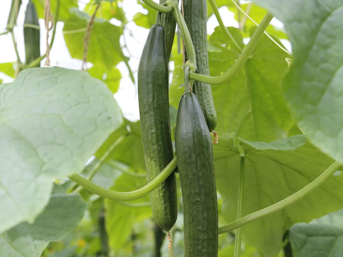 Срочно обработайте огурцы в теплице от желтых пятен: чесночный настой по методу Кизимы