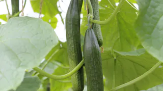 Срочно обработайте огурцы в теплице от желтых пятен: чесночный настой по методу Кизимы