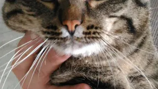 Печальная история: как кот Семен Семенович Горбунков трижды оказывался на улице