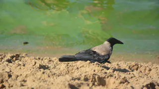 В Чувашии объяснили причину цветения Волги