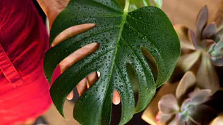 Невидимый цветущий яд: агроном назвал растения, которых не должно быть в спальне - из-за них вы болеете