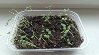 Всего 1 таблетка в воду и поливаем — любая рассада попрёт щёткой: вытянутые сеянцы в прошлом — фитолампа не нужна