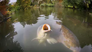 В Нижнекамское водохранилище заселят сазанов