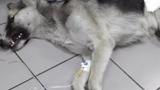 "Остались еще неравнодушные" - девушка о спасении умирающей собаки на дороге